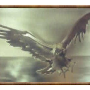  Concours international de l'Aigle de Nice