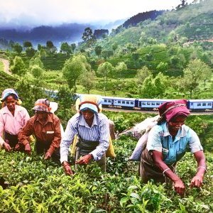 Musée des Arts asiatiques : les petits secrets du thé