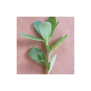 La cuisine niçoise à la carte : Les Beignets de Pourpier de l'Abadie