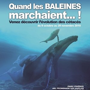« Quand les baleines marchaient !… »