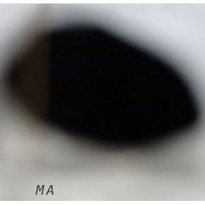 Bientôt l'exposition "MA" à la Galerie de la Marine