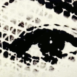 Avignon 2025 : Théâtre de la mémoire, théâtre de la vie