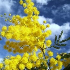 VAR : La route du mimosa 