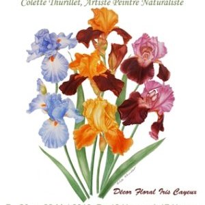 Les Iris « Peintures et Timbres »
