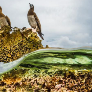 Tubbataha et ses magnifiques récifs de corail à découvrir à Monaco