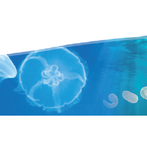 « Le jardin des Abysses : regards sur la biodiversité marine »