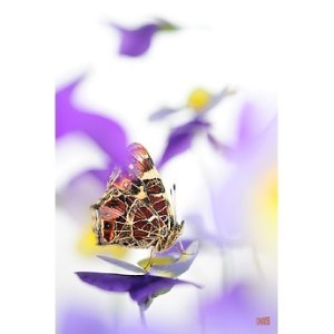 Exposition photo Stéphane Hette : "La vie rêvée des papillons"