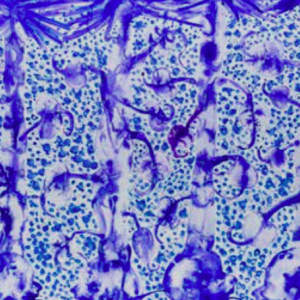 Barthélémy TOGUO présente "Déluges" au Carré Sainte-Anne