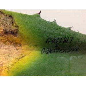 Exposition "Gestalt & Gangstagave" au M.A.M.A.C.