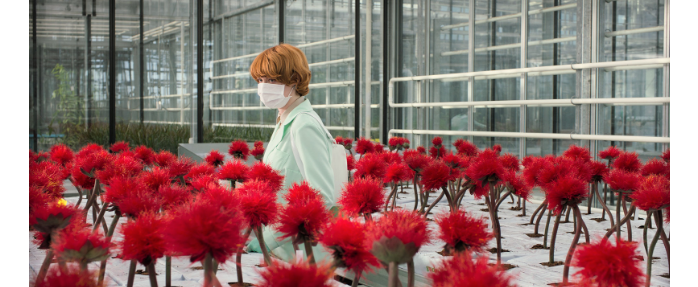 Sortie ciné : LITTLE JOE, de Jessica Hausner