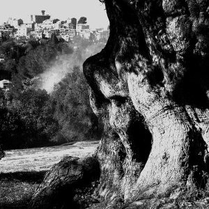 Pierre-Auguste Renoir au domaine des Collettes par Virginie Journiac