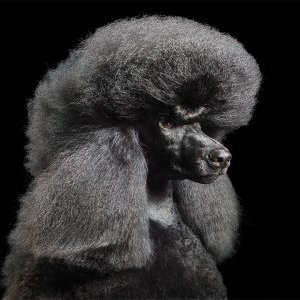 ANTHEA - L'IMPRESARIO DE SMYRNE « Scènes de la vie d'Opéra d'après Carlo Goldoni 