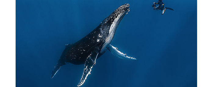 Greg Lecoeur, passeur d'émotions marines expose sur la Prom' dès le 8 juin !