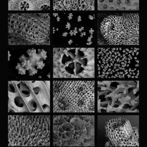 Le Centre Scientifique de Monaco expose à la Galerie du Parking des Pêcheurs 