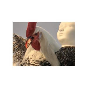 VIDEO Galerie Guy Pieters : entrez dans l'univers des artistes Jan Fabre, Arne Quinze et Koen Vanmechelen