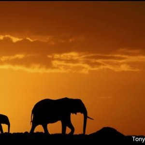 « Latitudes animales » 