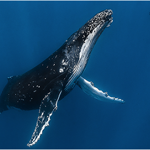 Greg Lecoeur, passeur d'émotions marines expose sur la Prom' dès le 8 juin !