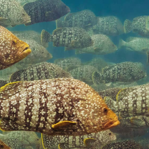 Nouvelle exposition photographique le long des jardins St-Martin à Monaco
