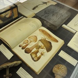 Botanistes au Sommet, à découvrir à la BMVR de Nice