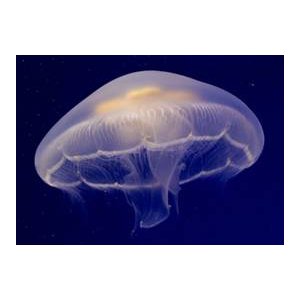 « Méditerranée » Splendide. Fragile. Vivante !