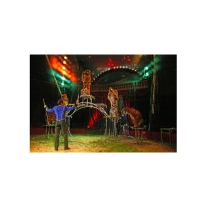 Le grand cirque de Venise !