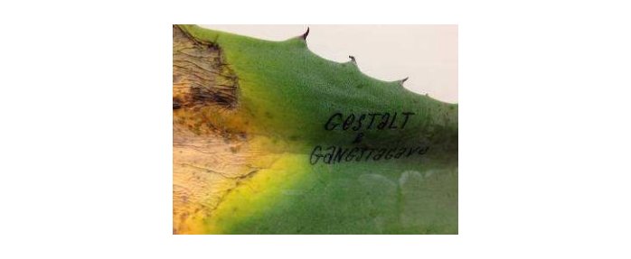 Exposition "Gestalt & Gangstagave" au M.A.M.A.C.