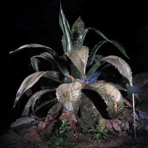 Aurore Valade : "Sempervivum Decorum"