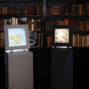 Exposition Souheil Salamé à la Librairie-Galerie Rabelais, Nice 