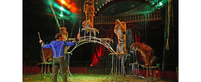 Le grand cirque Royal !