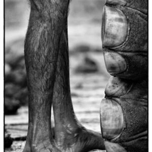 Exposition "Des éléphants et des hommes" de Jean-François MUTZIG