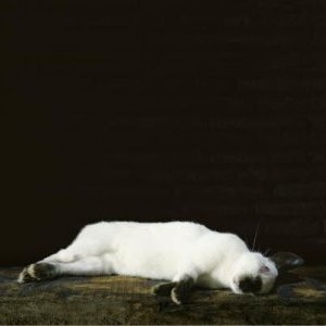 LYON 2ème arrt : Les Natures Mortes de Véronique Ellena 