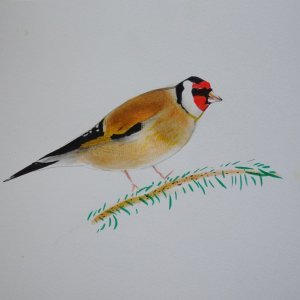 Oiseaux : même pas confinés !