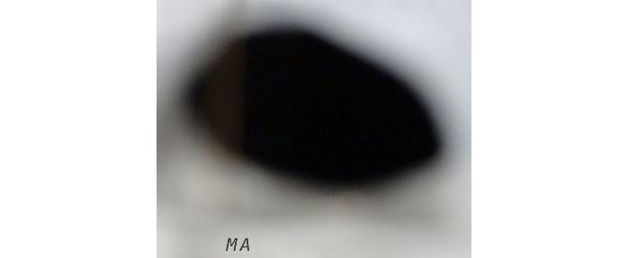 Bientôt l'exposition "MA" à la Galerie de la Marine