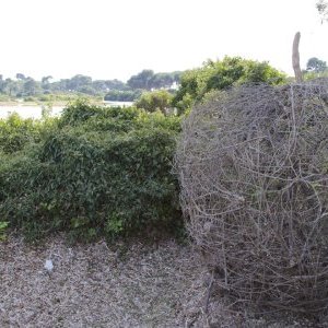 "LAND ART" sur l'Île Sainte Marguerite