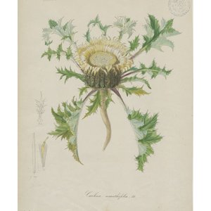 « ICONES PLANTARIUM », Plantes sauvages de notre région